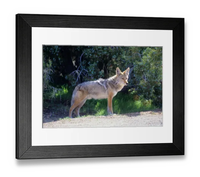 Framed Print : A coyote alongside a road in New Mexiso Framed Print : A coyote alongside a road in New Mexiso