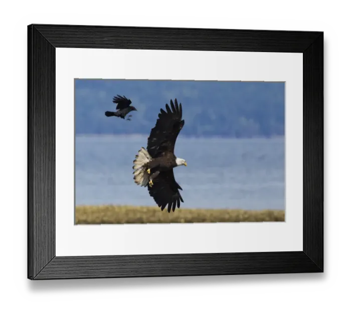 Framed Print : Crow attacking Bald Eagle Framed Print : Crow attacking Bald Eagle