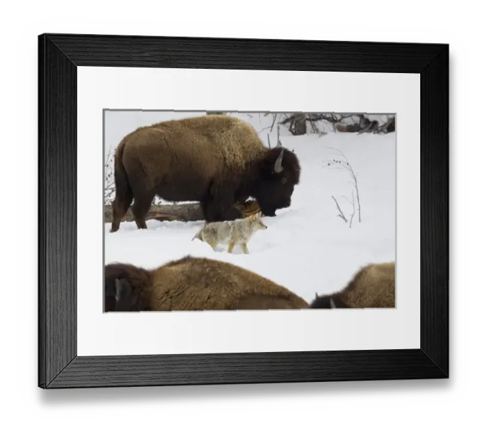 Framed Print : Coyote among Bison Herd Framed Print : Coyote among Bison Herd