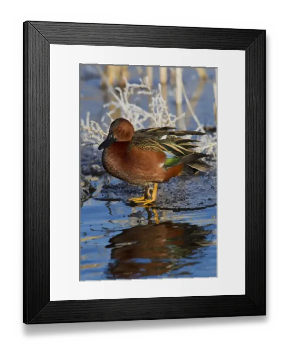 Framed Print : Cinnamon Teal Drake on Ice Framed Print : Cinnamon Teal Drake on Ice