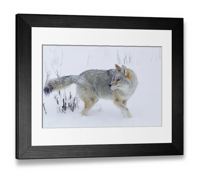 Framed Print : Coyote in Winter Framed Print : Coyote in Winter