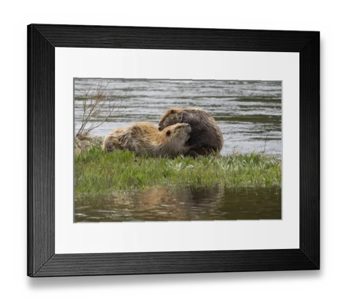 Framed Print : Beaver pair grooming one another Framed Print : Beaver pair grooming one another