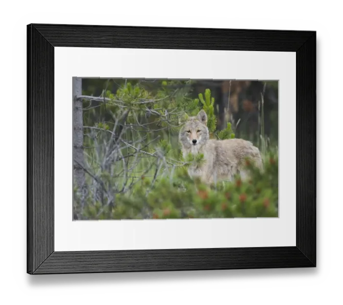 Framed Print : Coyote behind pine tree Framed Print : Coyote behind pine tree