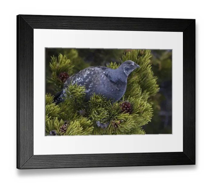Framed Print : Dusky (blue) Grouse
