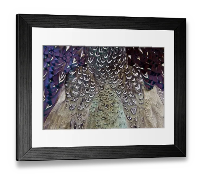 Framed Print : Melanistic Pheasant feather pattern Framed Print : Melanistic Pheasant feather pattern