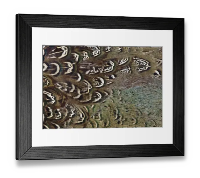 Framed Print : Melanistic Pheasant feather pattern
