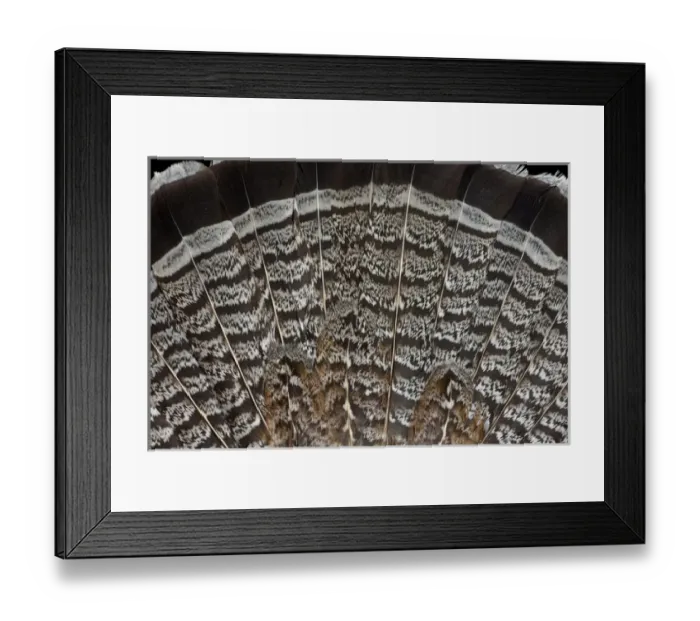 Framed Print : Tail feathers Framed Print : Tail feathers