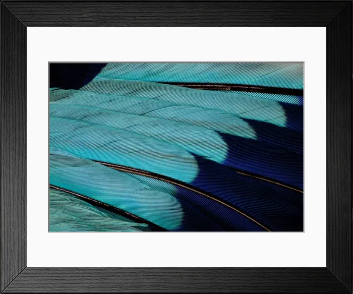 Framed Print : Indian Roller wing feathers