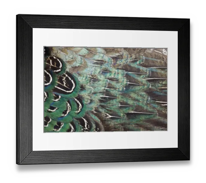 Framed Print : Melanistic Pheasant feather pattern Framed Print : Melanistic Pheasant feather pattern