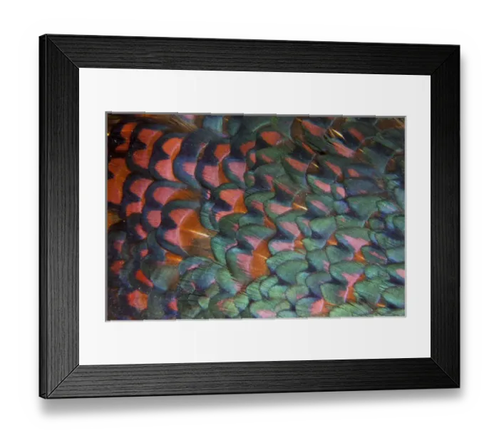 Framed Print : Melanistic Pheasant feather pattern