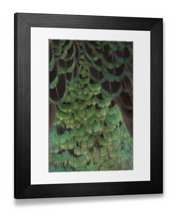 Framed Print : Melanistic Pheasant feather pattern