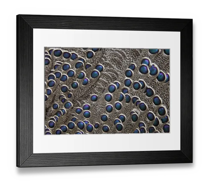 Framed Print : Greys Peacock Pheasant blue spotted feathers