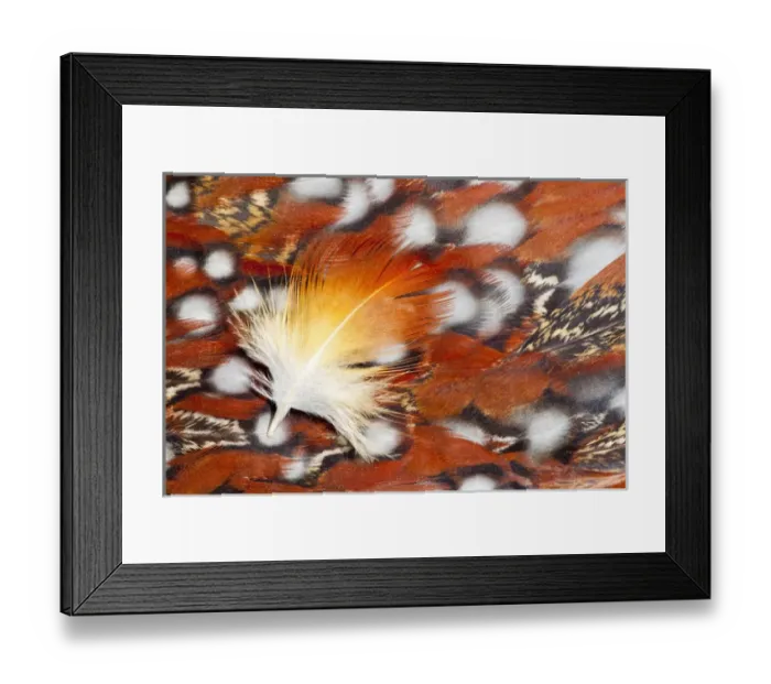 Framed Print : Tragopan Breast feathers Framed Print : Tragopan Breast feathers