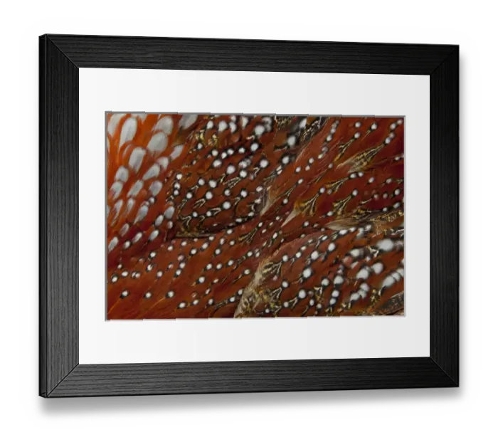 Framed Print : Tragopan Breast feathers Framed Print : Tragopan Breast feathers