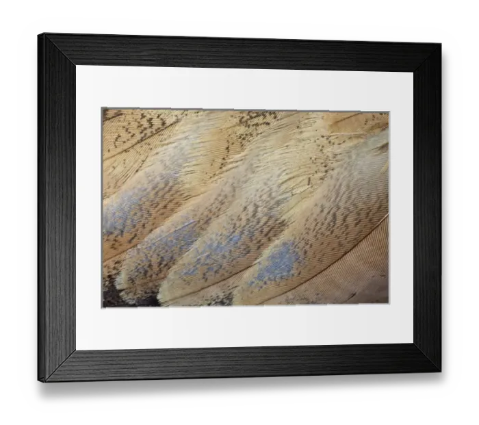 Framed Print : Senegal Bustard close-up of feathers Framed Print : Senegal Bustard close-up of feathers