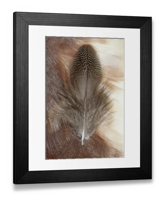 Framed Print : Egyptian Goose Feathers
