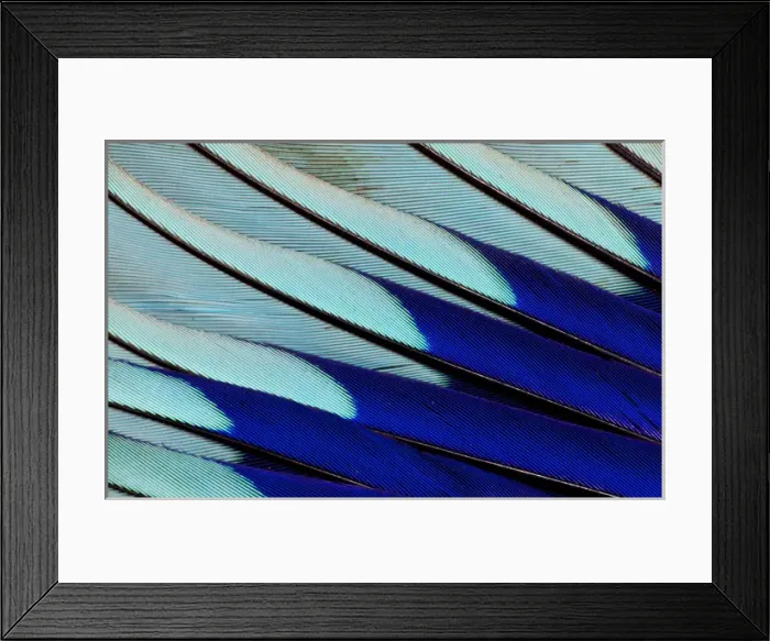Framed Print : Wing feathers of Blue-bellied Roller Framed Print : Wing feathers of Blue-bellied Roller