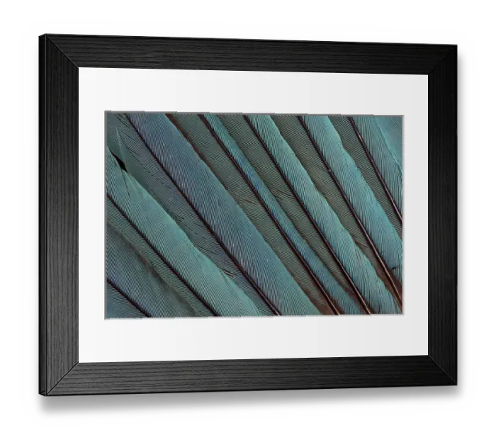 Framed Print : Kingfisher Wing Feathers Framed Print : Kingfisher Wing Feathers