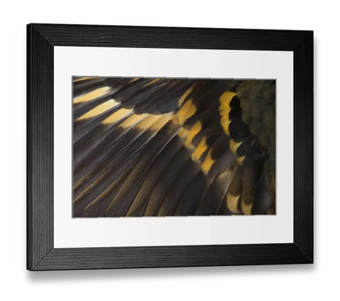 Framed Print : Wing Feathers of Varied Thrush Framed Print : Wing Feathers of Varied Thrush