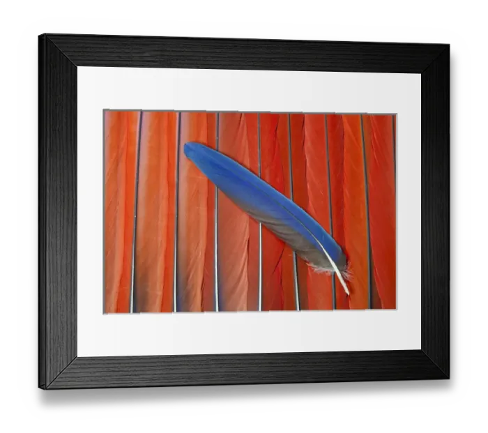 Framed Print : Red Scarlet Macaw Tail Feathers overlayed with Blue Tail feather Framed Print : Red Scarlet Macaw Tail Feathers overlayed with Blue Tail feather