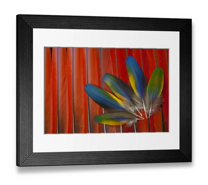 Framed Print : Scarlet Macaw Covert wing feathers overlayed on red Tail Feathers Framed Print : Scarlet Macaw Covert wing feathers overlayed on red Tail Feathers