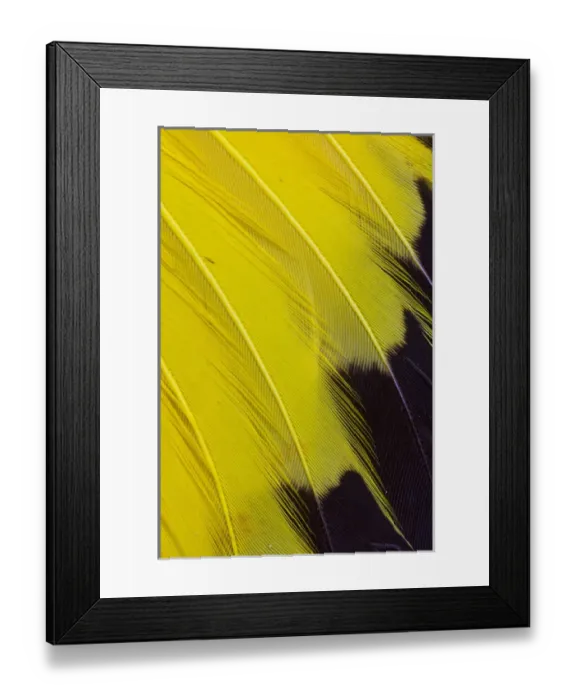 Framed Print : Wing feathers of Yellow rumped Cacique Framed Print : Wing feathers of Yellow rumped Cacique