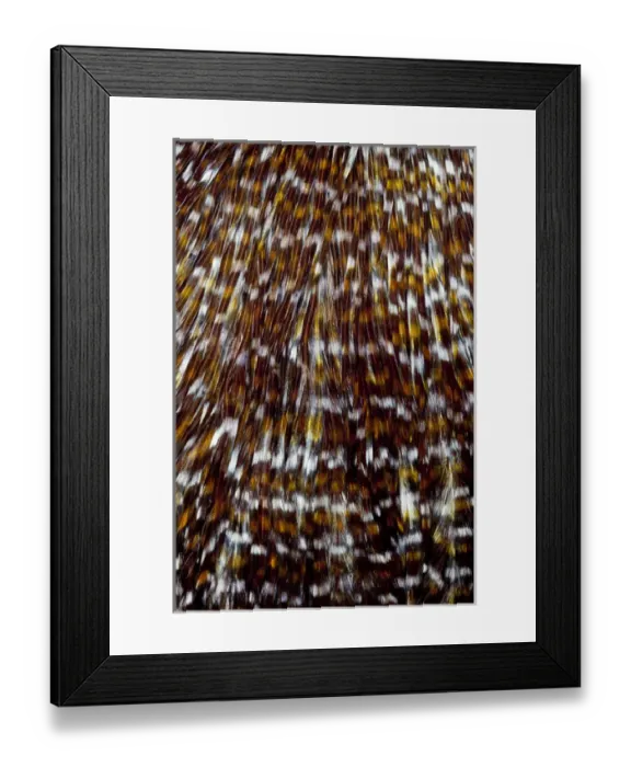 Framed Print : Chicken Hackle Framed Print : Chicken Hackle