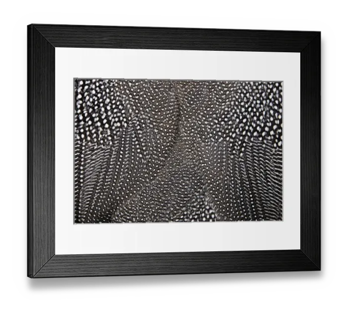Framed Print : White spots on black feathers of the Helmeted Guineafowl Framed Print : White spots on black feathers of the Helmeted Guineafowl