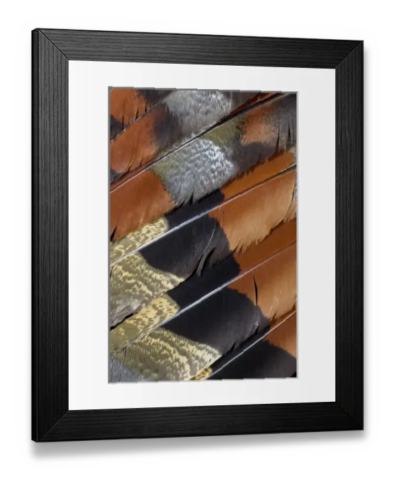 Framed Print : Wing detail of feathers Sun Bittern Framed Print : Wing detail of feathers Sun Bittern