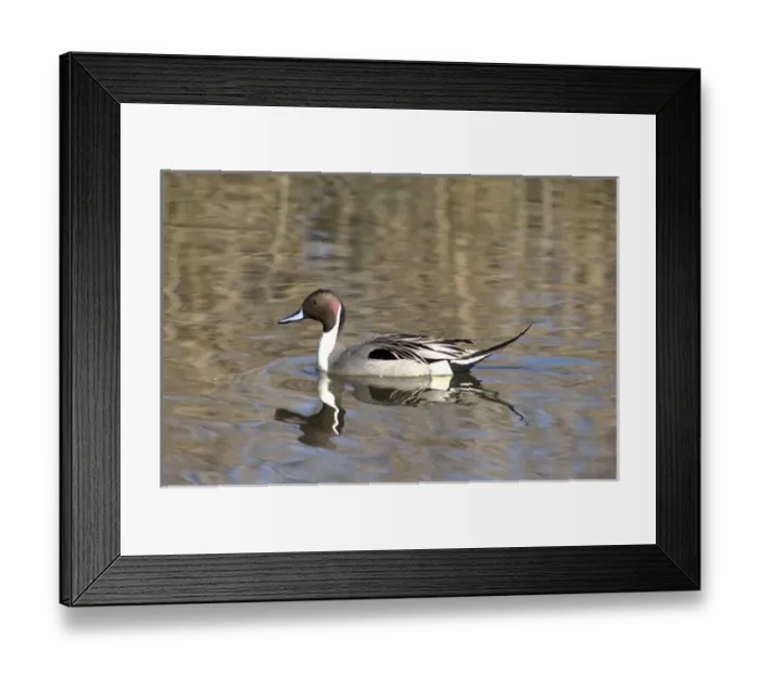 Framed Print : A male pintail duck glides on a pond in a wetland marsh