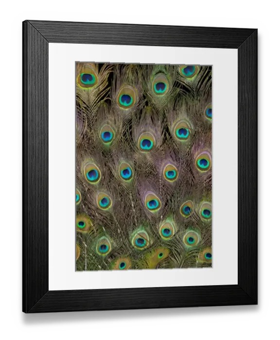 Framed Print : Male Tail feathers Peacock Framed Print : Male Tail feathers Peacock