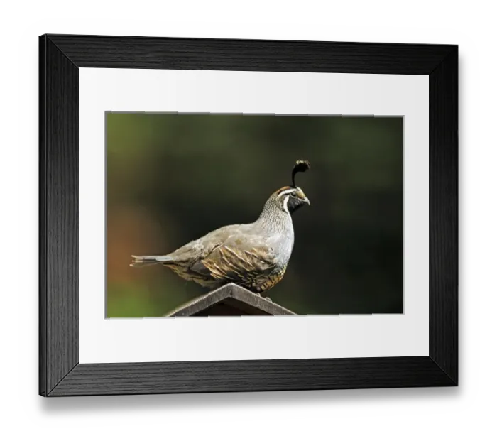Framed Print : A male california quail perched on a bird house Framed Print : A male california quail perched on a bird house