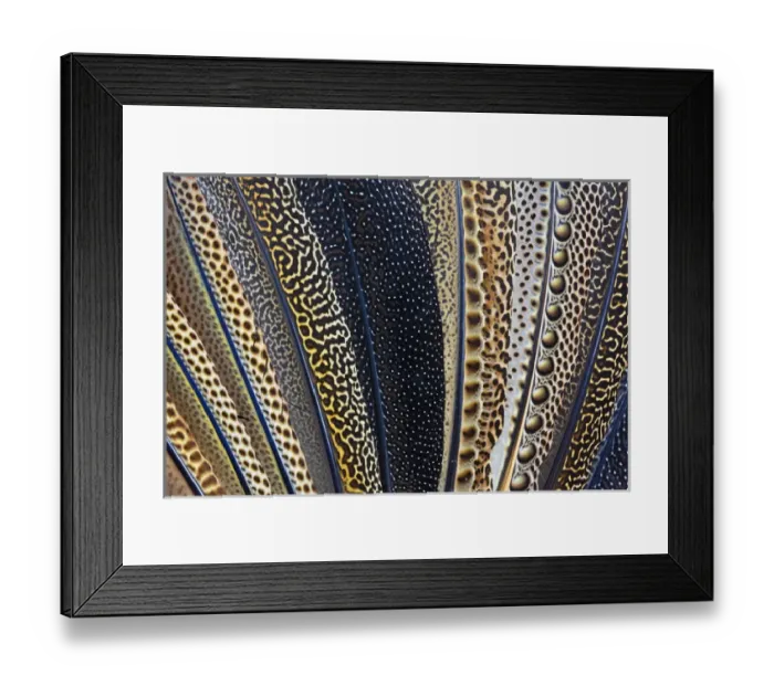 Framed Print : Close-up of Argus Pheasant Wing feathers
