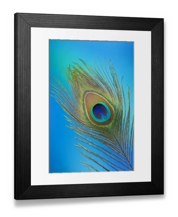 Framed Print : Single Male Peacock tail Feather against colorful background Framed Print : Single Male Peacock tail Feather against colorful background