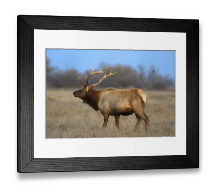Framed Print : Profile photo of a Male Elk (cervus canadensis) Framed Print : Profile photo of a Male Elk (cervus canadensis)