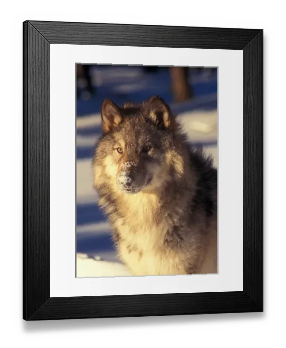 Framed Print : Gray Wolf in Snow