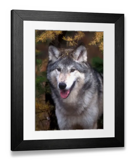 Framed Print : Gray wolf under a tree Framed Print : Gray wolf under a tree