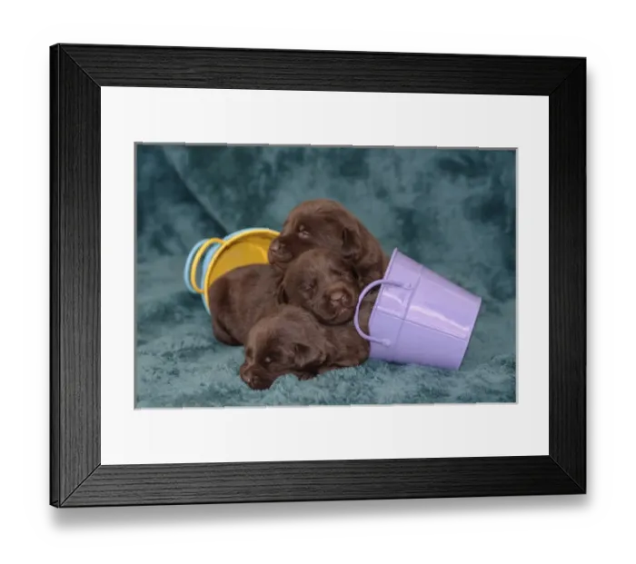 Framed Print : Pile of Sleeping Labrador Retriever Puppies, Phelan, California Framed Print : Pile of Sleeping Labrador Retriever Puppies, Phelan, California