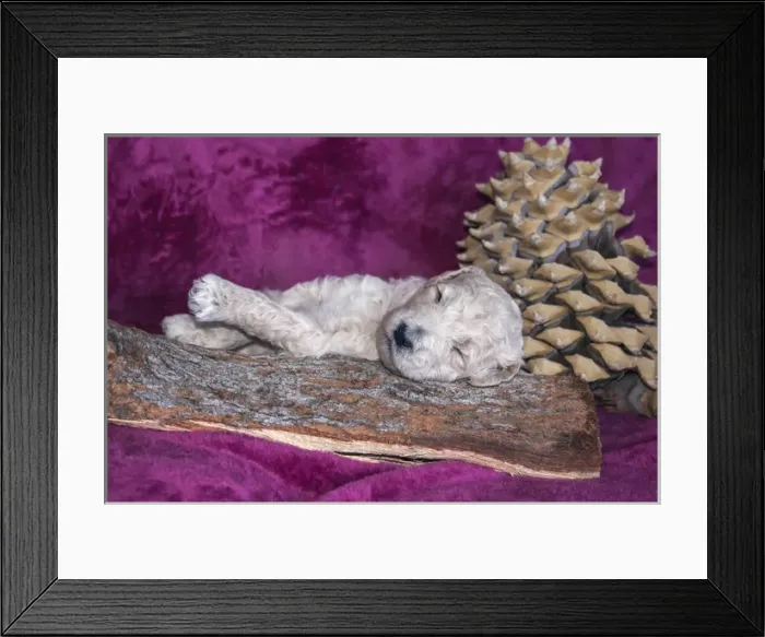 Framed Print : Sleeping Standard Poodles Puppy, California Framed Print : Sleeping Standard Poodles Puppy, California