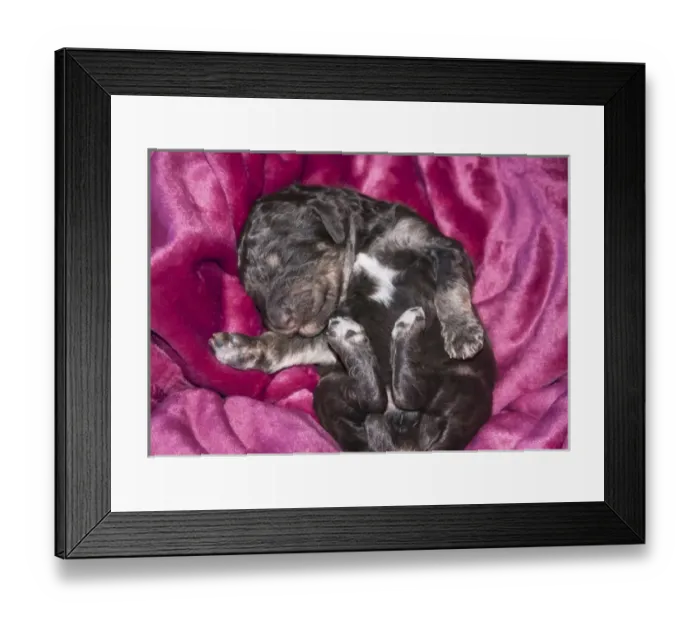 Framed Print : Sleeping Standard Poodles Puppy, California