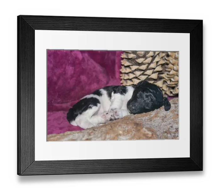 Framed Print : Sleeping Standard Poodles Puppy, California Framed Print : Sleeping Standard Poodles Puppy, California