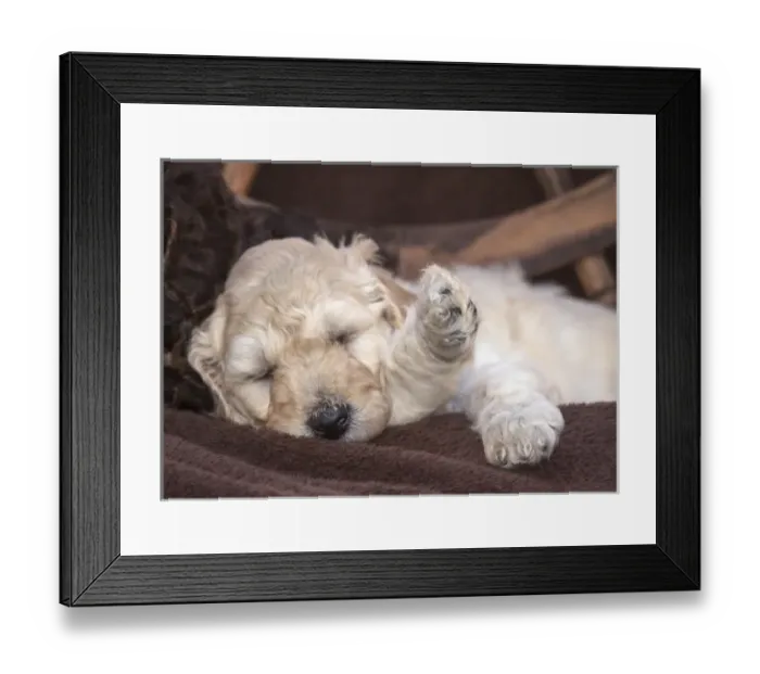 Framed Print : Sleeping Standard Poodles Puppies Framed Print : Sleeping Standard Poodles Puppies