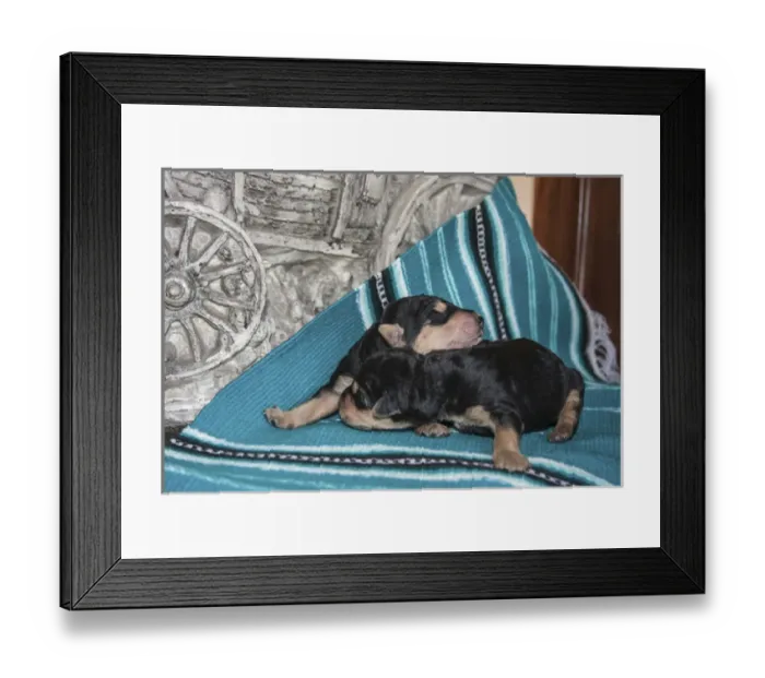 Framed Print : Sleeping Airedale Puppies, McIntosh, New Mexico