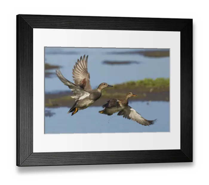 Framed Print : Gadwall Ducks Taking Flight Framed Print : Gadwall Ducks Taking Flight