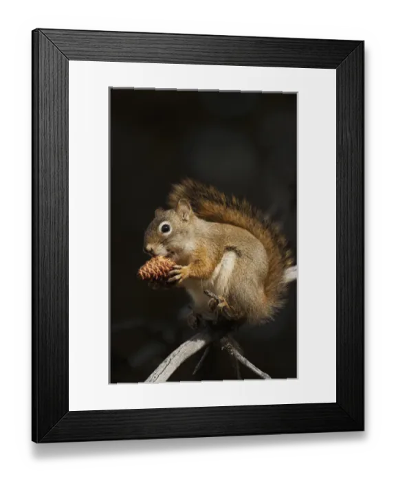 Framed Print : Red Squirrel Eating Pine Nutd