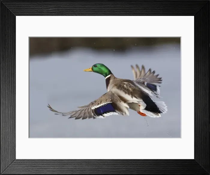 Framed Print : Mallard Drake Taking Flight Framed Print : Mallard Drake Taking Flight