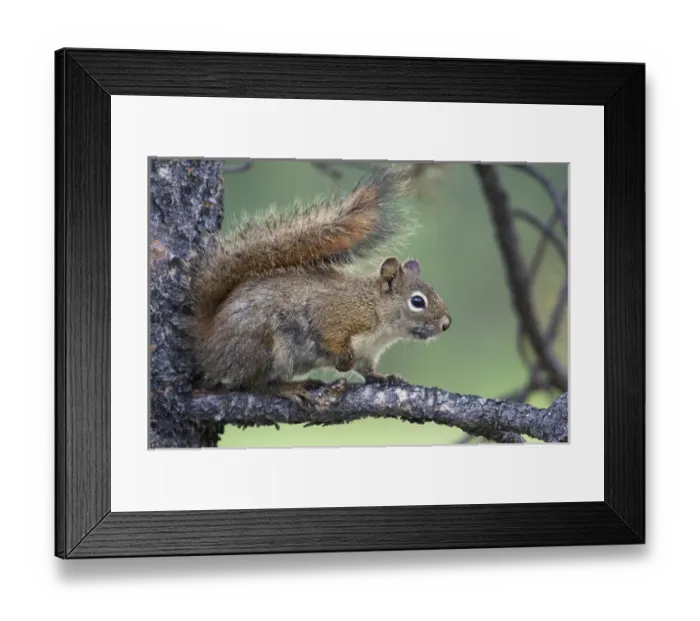 Framed Print : Red Squirrel Framed Print : Red Squirrel