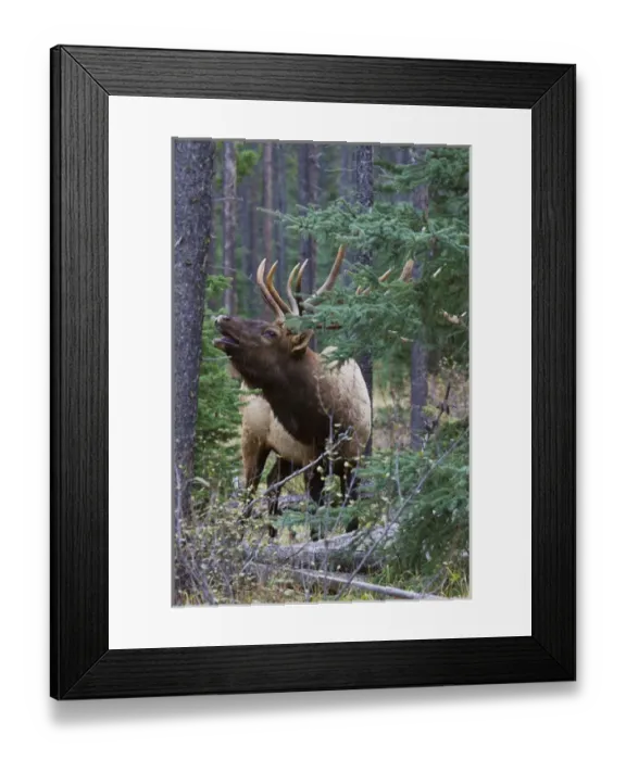 Framed Print : Rocky Mountain Bull Elk Framed Print : Rocky Mountain Bull Elk