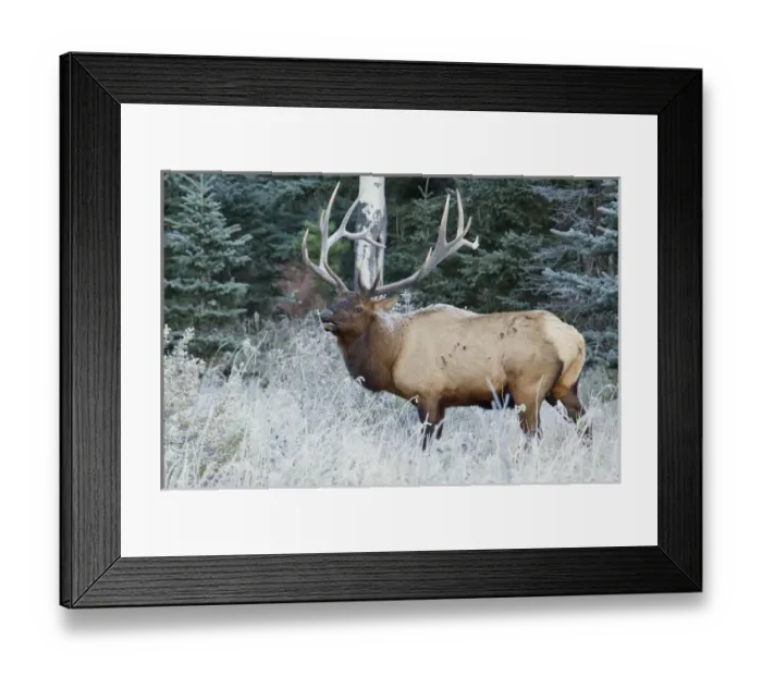 Framed Print : Rocky Mountain Bull Elk Framed Print : Rocky Mountain Bull Elk