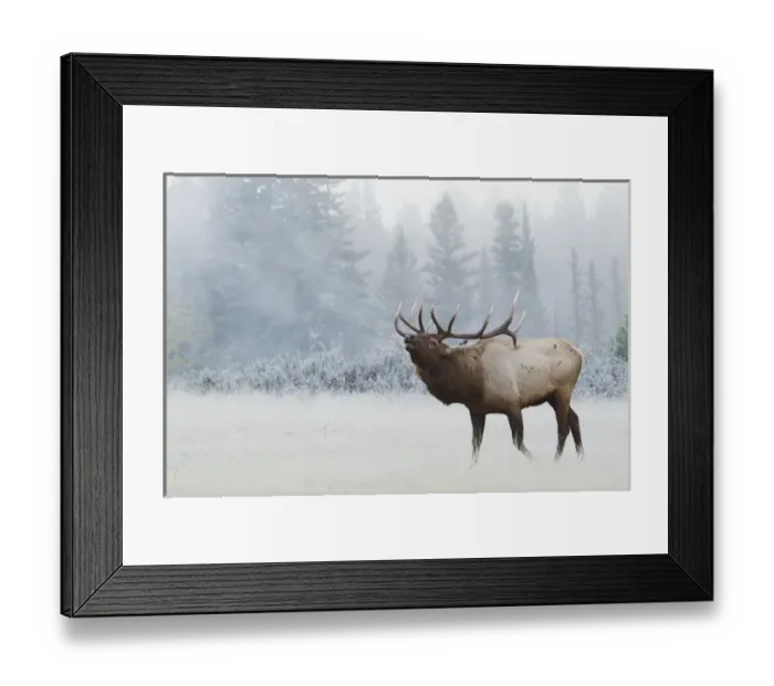 Framed Print : Rocky Mountain Bull Elk Framed Print : Rocky Mountain Bull Elk